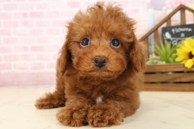 島根県のトイプードル(トイ) (Coo&RIKU出雲店/2025年10月2日生まれ/男の子/レッドフォーンホワイト)の子犬の1枚目の画像