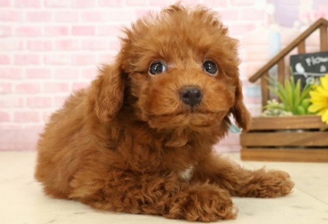 島根県のトイプードル(トイ) (Coo&RIKU出雲店/2025年10月2日生まれ/男の子/レッドフォーンホワイト)の子犬の2枚目の画像