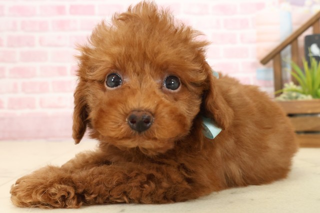 島根県のトイプードル(トイ) (Coo&RIKU出雲店/2025年10月2日生まれ/男の子/レッドフォーンホワイト)の子犬の3枚目の画像