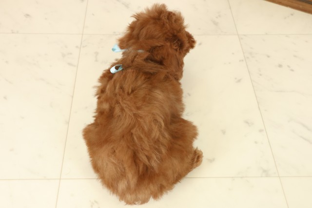 島根県のトイプードル(トイ) (Coo&RIKU出雲店/2025年10月2日生まれ/男の子/レッドフォーンホワイト)の子犬の4枚目の画像