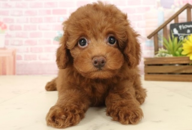 トイ・プードル