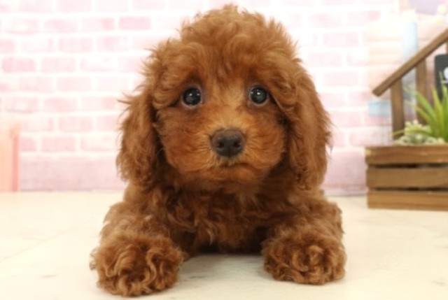 愛媛県のトイプードル(トイ) (Coo&RIKU大洲店/2025年10月2日生まれ/女の子/レッドフォーン)の子犬