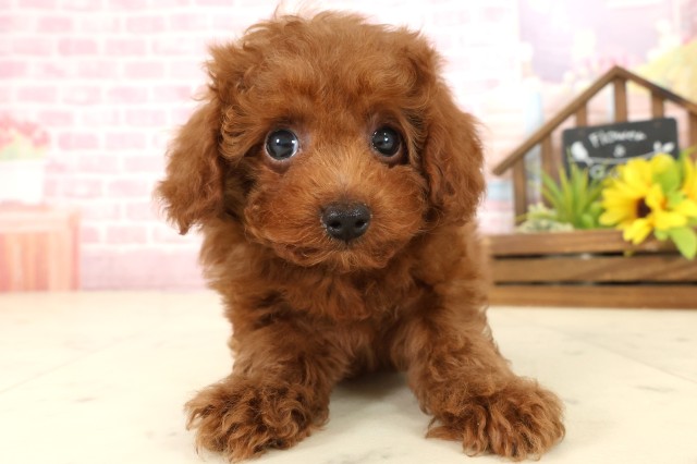 愛媛県のトイプードル(トイ) (Coo&RIKU愛媛松山店/2025年10月2日生まれ/女の子/レッドフォーン)の子犬