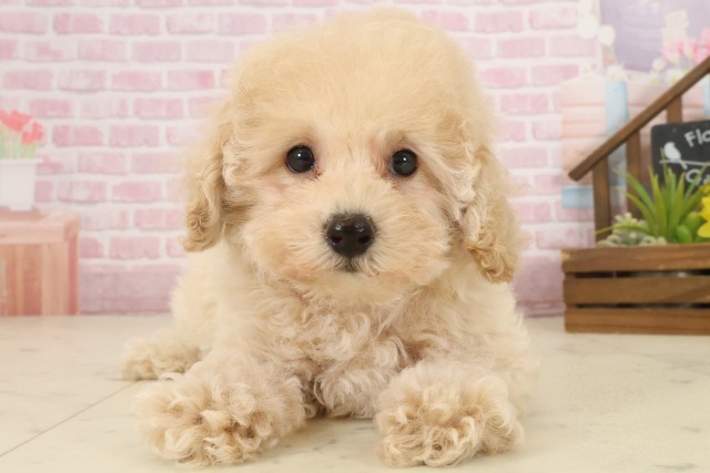 山口県のトイプードル(トイ) (Coo&RIKUサンパークあじす店/2025年10月3日生まれ/女の子/ペールフォーン)の子犬