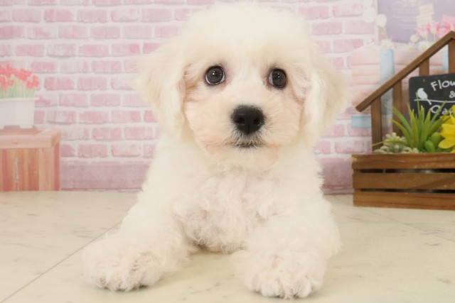 広島県のビションフリーゼ (Coo&RIKU福山店/2025年10月3日生まれ/男の子/ホワイト)の子犬の1枚目の画像