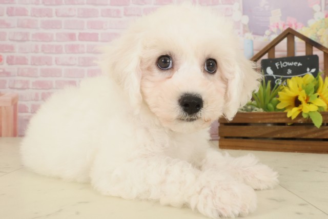 広島県のビションフリーゼ (Coo&RIKU福山店/2025年10月3日生まれ/男の子/ホワイト)の子犬の2枚目の画像