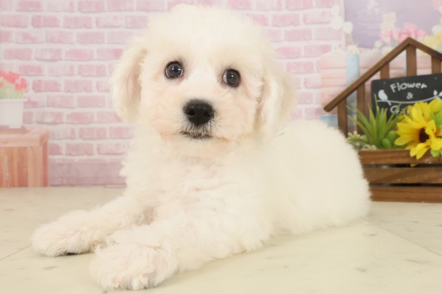 広島県のビションフリーゼ (Coo&RIKU福山店/2025年10月3日生まれ/男の子/ホワイト)の子犬の3枚目の画像