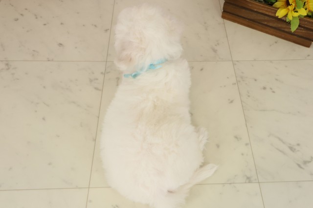 広島県のビションフリーゼ (Coo&RIKU福山店/2025年10月3日生まれ/男の子/ホワイト)の子犬の4枚目の画像