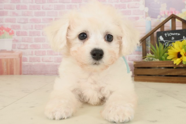 広島県のビションフリーゼ (Coo&RIKU東広島店/2025年10月3日生まれ/男の子/ホワイト)の子犬の1枚目の画像