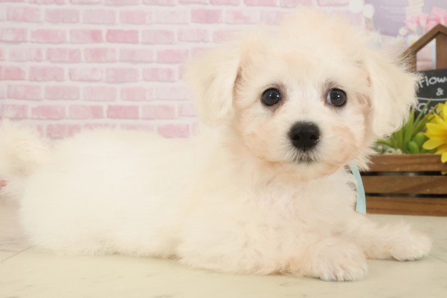 広島県のビションフリーゼ (Coo&RIKU東広島店/2025年10月3日生まれ/男の子/ホワイト)の子犬の2枚目の画像