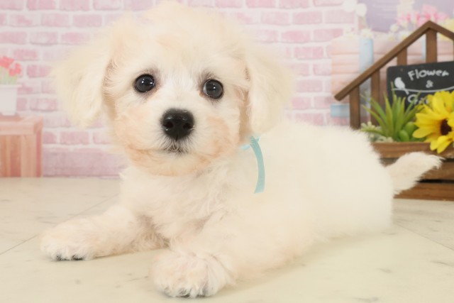 広島県のビションフリーゼ (Coo&RIKU東広島店/2025年10月3日生まれ/男の子/ホワイト)の子犬の3枚目の画像