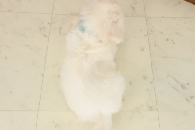 広島県のビションフリーゼ (Coo&RIKU東広島店/2025年10月3日生まれ/男の子/ホワイト)の子犬の4枚目の画像