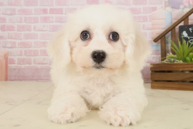 山口県のビションフリーゼ (Coo&RIKUシーモール下関店/2025年10月3日生まれ/女の子/ホワイト)の子犬