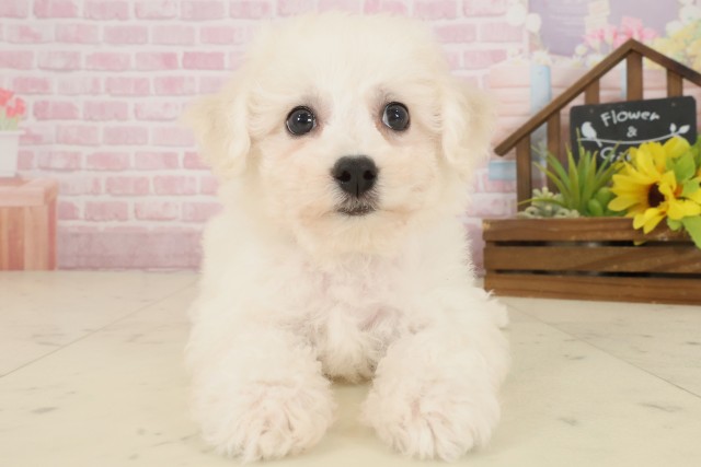 山口県のビションフリーゼ (Coo&RIKUサンパークあじす店/2025年10月3日生まれ/女の子/ホワイト)の子犬