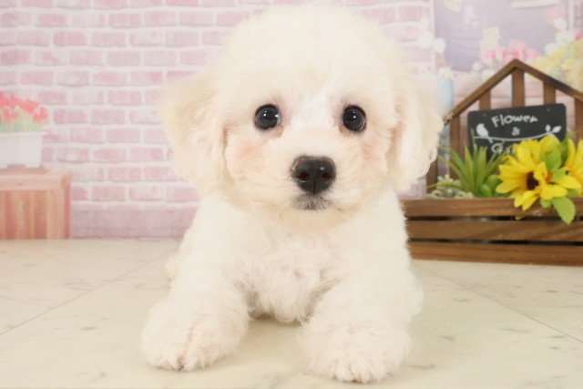 愛媛県のビションフリーゼ (Coo&RIKUイオンタウン川之江店/2025年10月3日生まれ/女の子/ホワイト)の子犬