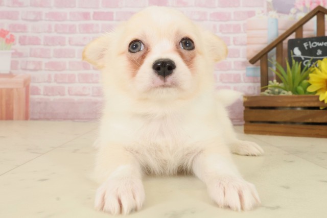 岡山県のチワワ(ロング) (Coo&RIKU岡山店/2025年10月5日生まれ/男の子/クリームホワイト)の子犬