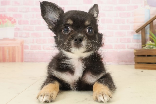 チワワ(ロングコート)