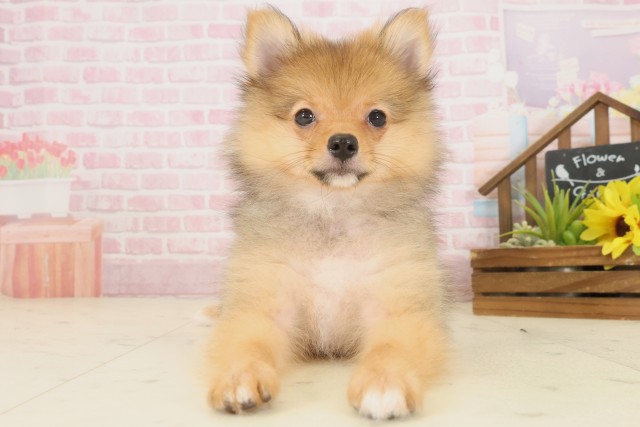 岡山県のポメラニアン (Coo&RIKU岡山店/2025年9月24日生まれ/女の子/オレンジセーブル)の子犬の1枚目の画像