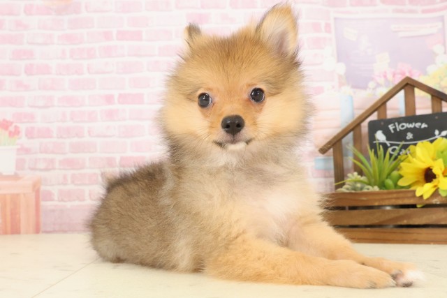 岡山県のポメラニアン (Coo&RIKU岡山店/2025年9月24日生まれ/女の子/オレンジセーブル)の子犬の2枚目の画像