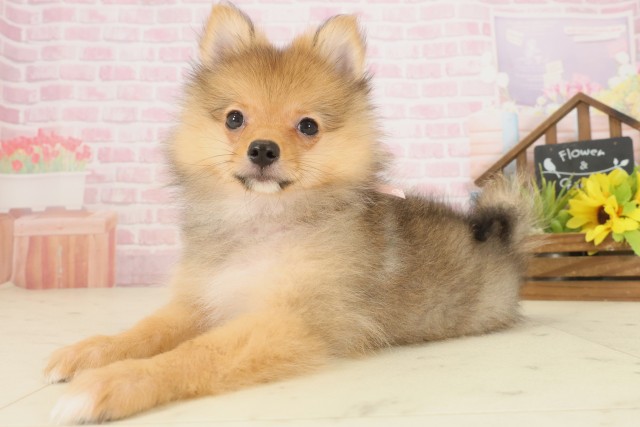 岡山県のポメラニアン (Coo&RIKU岡山店/2025年9月24日生まれ/女の子/オレンジセーブル)の子犬の3枚目の画像