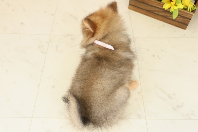 岡山県のポメラニアン (Coo&RIKU岡山店/2025年9月24日生まれ/女の子/オレンジセーブル)の子犬の4枚目の画像