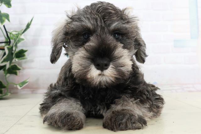 ミニチュア・シュナウザー