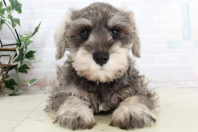 高知県のミニチュアシュナウザー (Coo&RIKU高知御座店/2025年10月2日生まれ/女の子/ソルトペッパー)の子犬