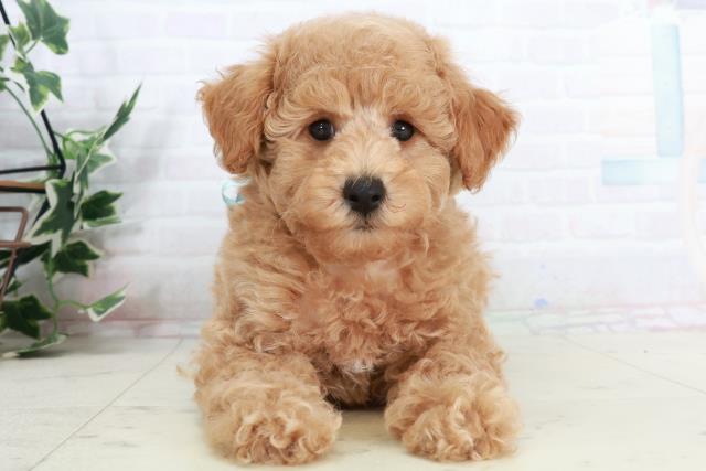 高知県のトイプードル(トイ) (Coo&RIKU高知御座店/2025年10月4日生まれ/男の子/アプリコット)の子犬の1枚目の画像