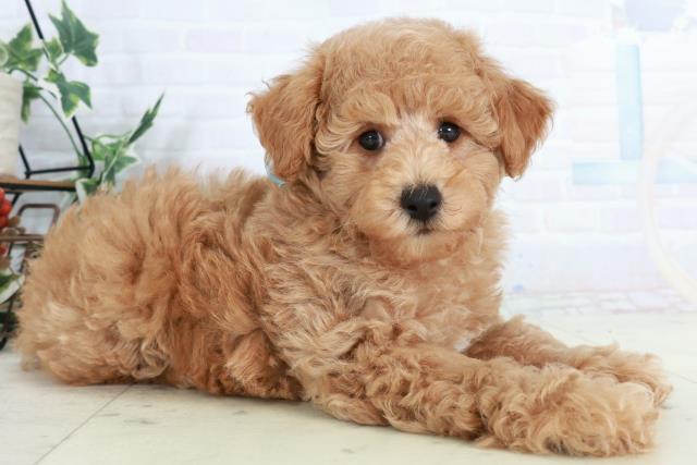 高知県のトイプードル(トイ) (Coo&RIKU高知御座店/2025年10月4日生まれ/男の子/アプリコット)の子犬の2枚目の画像
