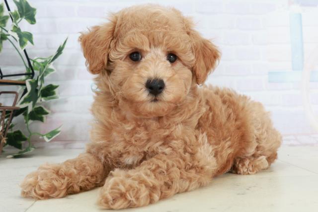 高知県のトイプードル(トイ) (Coo&RIKU高知御座店/2025年10月4日生まれ/男の子/アプリコット)の子犬の3枚目の画像