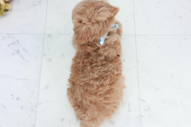 高知県のトイプードル(トイ) (Coo&RIKU高知御座店/2025年10月4日生まれ/男の子/アプリコット)の子犬の4枚目の画像