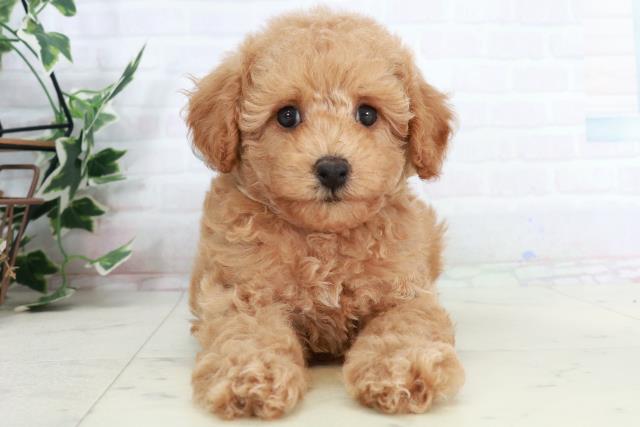 広島県のトイプードル(トイ) (Coo&RIKU福山店/2025年10月4日生まれ/男の子/アプリコット)の子犬