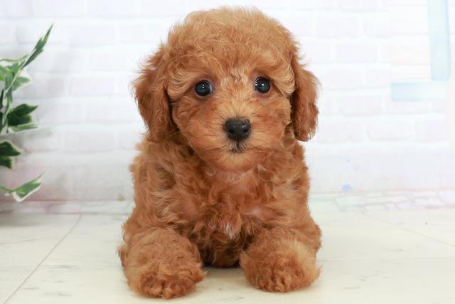 トイ・プードル