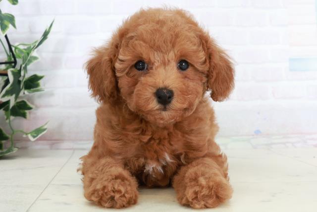 福岡県のトイプードル(トイ) (Coo&RIKUゆめタウン飯塚店/2025年10月4日生まれ/女の子/アプリコット)の子犬