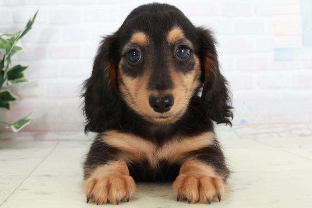 広島県のミニチュアダックスフンド(ロング) (Coo&RIKU広島中央店/2025年10月4日生まれ/男の子/ブラックタン)の子犬