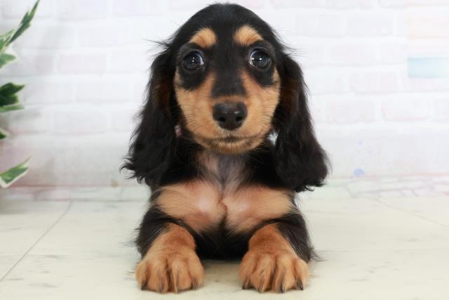 香川県のミニチュアダックスフンド(ロング) (Coo&RIKU高松上福岡店/2025年10月4日生まれ/女の子/ブラックタン)の子犬