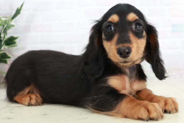 香川県のミニチュアダックスフンド(ロング) (Coo&RIKU高松上福岡店/2025年10月4日生まれ/女の子/ブラックタン)の子犬の2枚目の画像