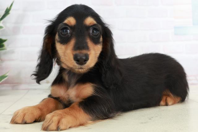 香川県のミニチュアダックスフンド(ロング) (Coo&RIKU高松上福岡店/2025年10月4日生まれ/女の子/ブラックタン)の子犬の3枚目の画像