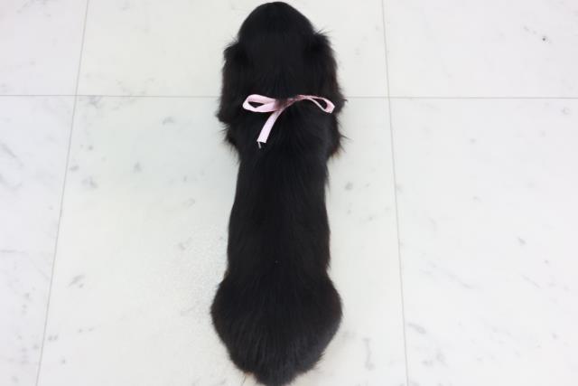 香川県のミニチュアダックスフンド(ロング) (Coo&RIKU高松上福岡店/2025年10月4日生まれ/女の子/ブラックタン)の子犬の4枚目の画像