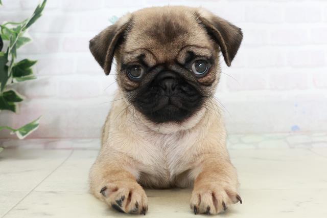 山口県のパグ (Coo&RIKUサンパークあじす店/2025年10月4日生まれ/男の子/フォーン)の子犬