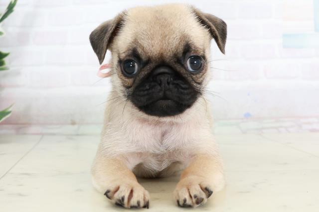 徳島県のパグ (Coo&RIKU徳島店/2025年10月4日生まれ/女の子/フォーン)の子犬