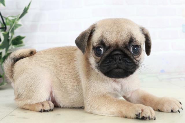 徳島県のパグ (Coo&RIKU徳島店/2025年10月4日生まれ/女の子/フォーン)の子犬の2枚目の画像