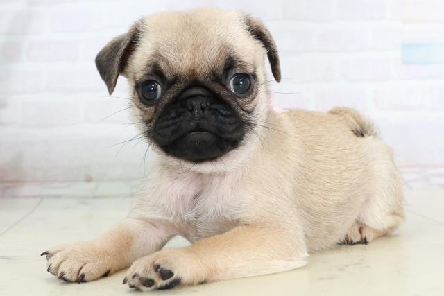 徳島県のパグ (Coo&RIKU徳島店/2025年10月4日生まれ/女の子/フォーン)の子犬の3枚目の画像