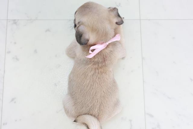 徳島県のパグ (Coo&RIKU徳島店/2025年10月4日生まれ/女の子/フォーン)の子犬の4枚目の画像