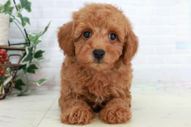 福岡県のトイプードル(トイ) (Coo&RIKUゆめタウン飯塚店/2025年10月5日生まれ/男の子/アプリコット)の子犬