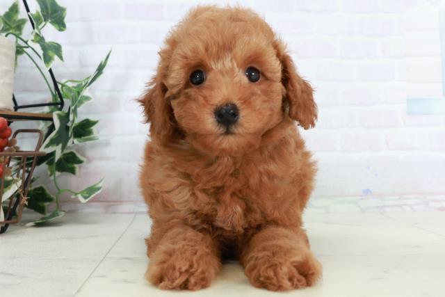 佐賀県のトイプードル(トイ) (Coo&RIKU佐賀神埼店/2025年10月5日生まれ/男の子/アプリコット)の子犬の1枚目の画像