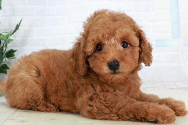 佐賀県のトイプードル(トイ) (Coo&RIKU佐賀神埼店/2025年10月5日生まれ/男の子/アプリコット)の子犬の2枚目の画像