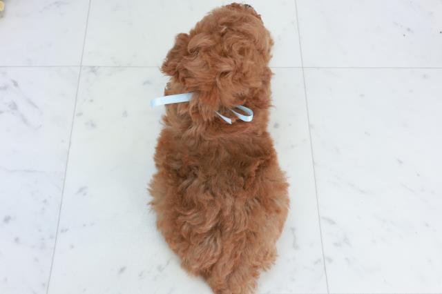 佐賀県のトイプードル(トイ) (Coo&RIKU佐賀神埼店/2025年10月5日生まれ/男の子/アプリコット)の子犬の4枚目の画像