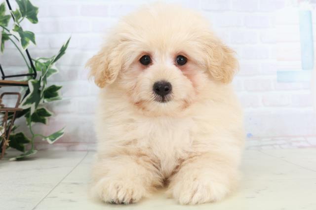 広島県のポメプー(ポメラニアン×プードル) (Coo&RIKU東広島店/2025年10月2日生まれ/男の子/ペールフォーン)の子犬の1枚目の画像