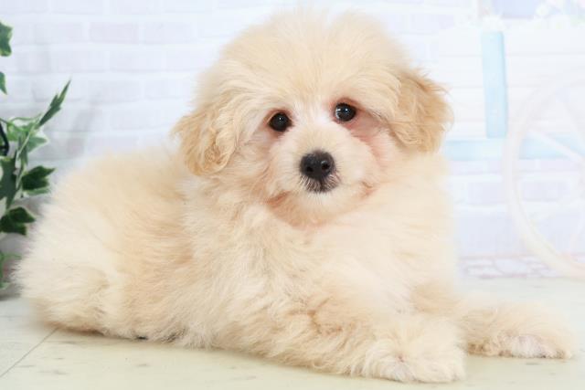 広島県のポメプー(ポメラニアン×プードル) (Coo&RIKU東広島店/2025年10月2日生まれ/男の子/ペールフォーン)の子犬の2枚目の画像